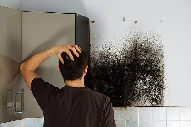 Best Emergency Mold Remediation in Chicopee, MA