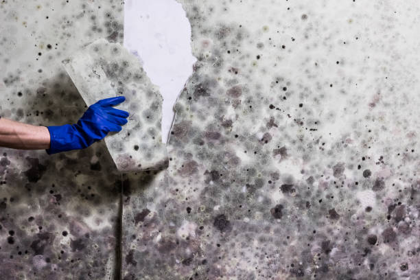 Best Basement Mold Remediation in Chicopee, MA